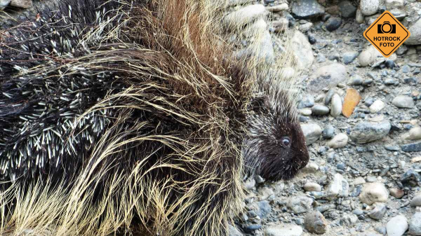 Vidíme na břehu dikobraza, naštěstí nemáme až tak velký hlad. Foto: Robert Kazík